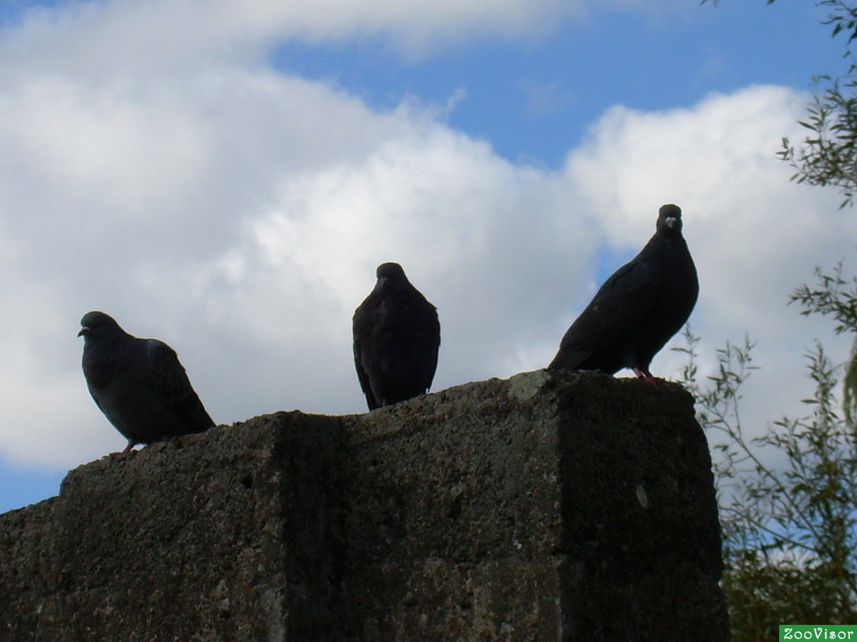 Черные голуби