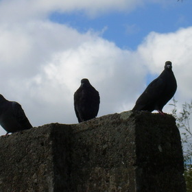 Черные голуби